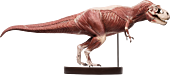 Jurassic Park - T-Rex Anatomy 1/12th Scale Maquette Statue