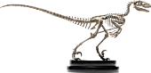 Jurassic Park - Velociraptor Skeleton Bronze 1/8th Scale Statue