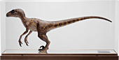 Jurassic Park - Velociraptor 1/4 Scale Maquette Statue with Acrylic Case
