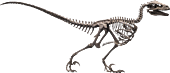 Jurassic Park - Velociraptor Skeleton Bronze 1/4 Scale Statue