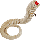 Chestburster plush discount